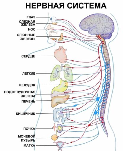 Умасливание нервной системы